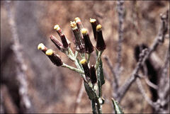 Senecio gunnii