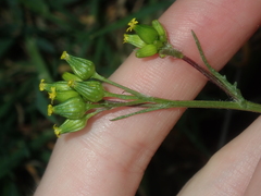 Senecio glossanthus