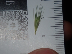 Hordeum murinum glaucum