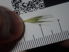 Hordeum murinum glaucum
