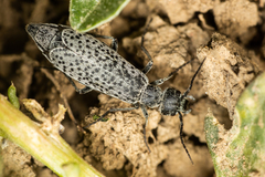 Epicauta maculata-group