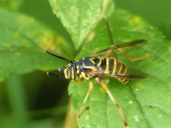Spilomyia longicornis