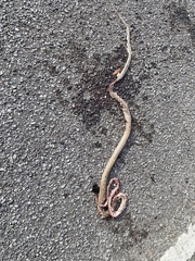 Masticophis flagellum flagellum