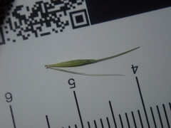 Hordeum murinum glaucum