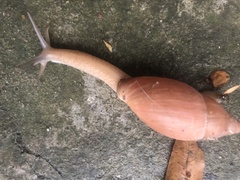 Euglandina rosea