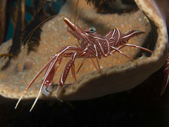 Rhynchocinetes durbanensis