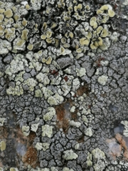 Erichansenia epithallina