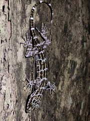 Cyrtodactylus consobrinus