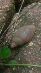 Euglandina rosea