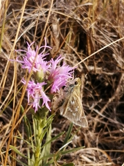 Hesperia assiniboia