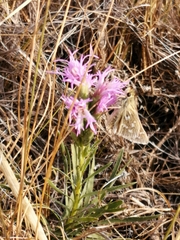 Hesperia assiniboia