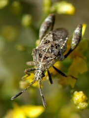 Merocoris curtatus