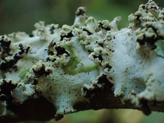 Parmotrema hypotropum