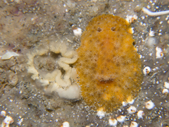 Sclerodoris tarka