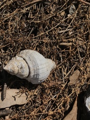 Neogastropoda