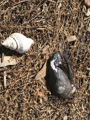 Neogastropoda