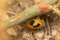 Hippodamia parenthesis