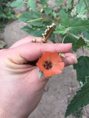 Sphaeralcea bonariensis