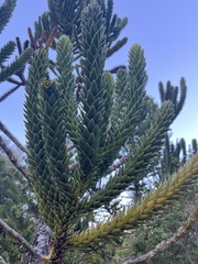 Araucaria muelleri