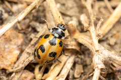 Hippodamia parenthesis