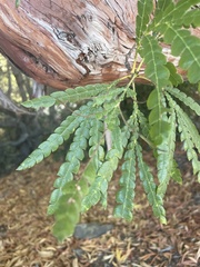 Lyonothamnus floribundus