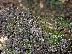 Pseudocyphellaria