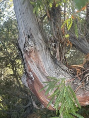 Lyonothamnus floribundus