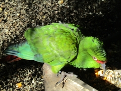 Enicognathus leptorhynchus
