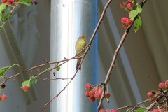 Phylloscopus trochilus