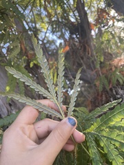 Lyonothamnus floribundus