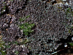 Pseudocyphellaria