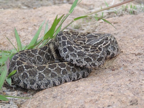 Mexican Lancehead Rattlesnake