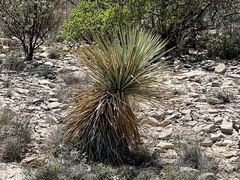 Yucca constricta