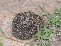 Crotalus polystictus