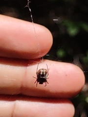 Micrathena mitrata