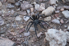 Aphonopelma
