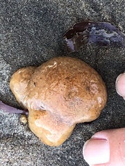 Aplidium californicum