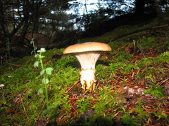 Gomphidius subroseus