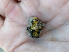 Xanthocarpia tominii