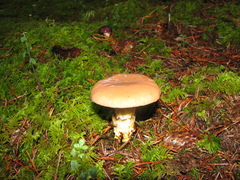 Gomphidius subroseus