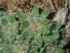 Chthonocephalus pseudevax