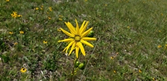 Silphium integrifolium
