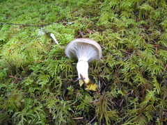 Gomphidius subroseus