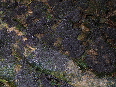 Pseudocyphellaria