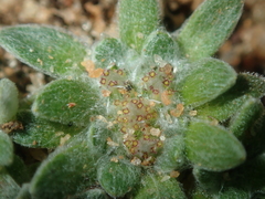 Chthonocephalus pseudevax