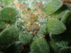 Chthonocephalus pseudevax