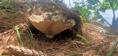 Russula brevipes