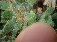 Chthonocephalus pseudevax