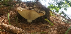Russula brevipes