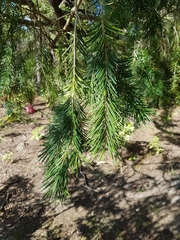 Pinales